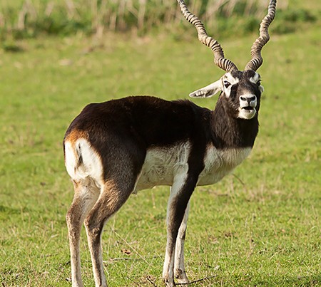 BlackBuck