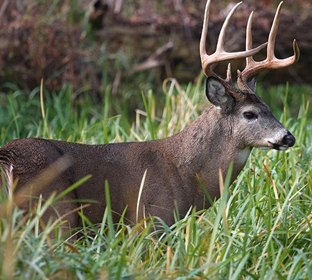 newwhitetail
